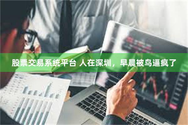 股票交易系统平台 人在深圳，早晨被鸟逼疯了