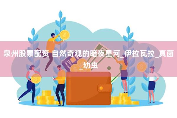 泉州股票配资 自然奇观的暗夜星河_伊拉瓦拉_真菌_幼虫