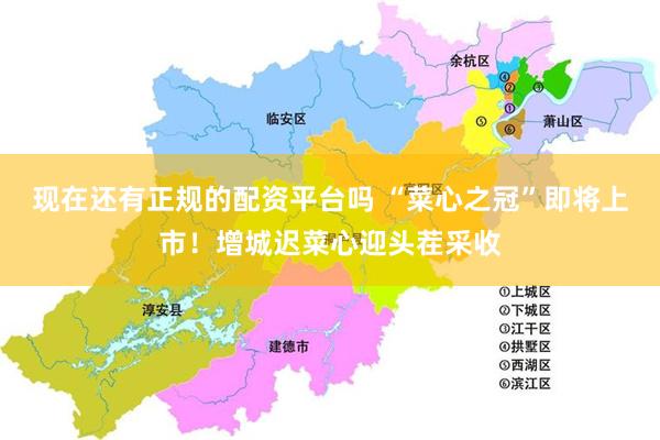 现在还有正规的配资平台吗 “菜心之冠”即将上市！增城迟菜心迎头茬采收